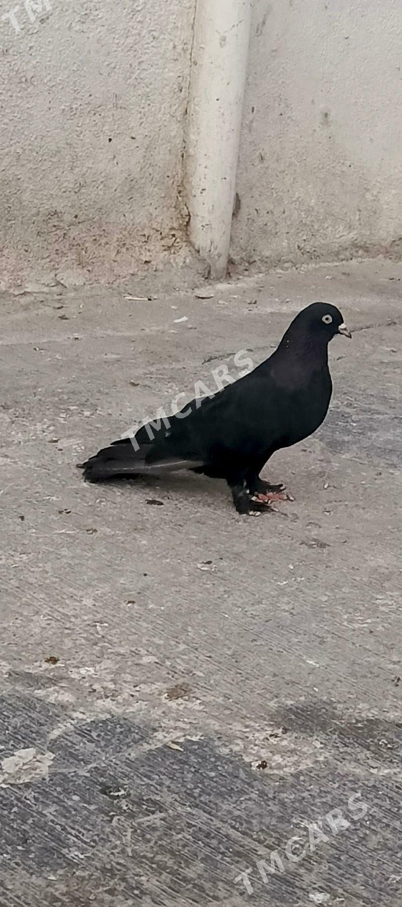 kepderi - Hitrowka - img 2