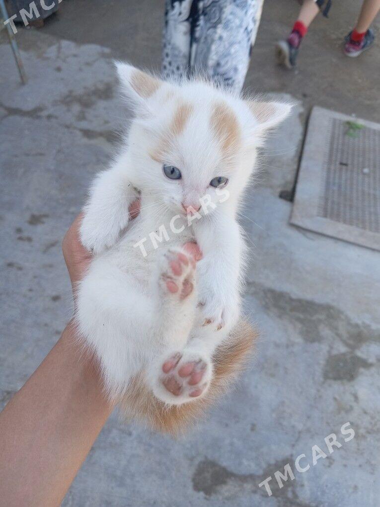 Kisa ady - Дашогуз - img 2