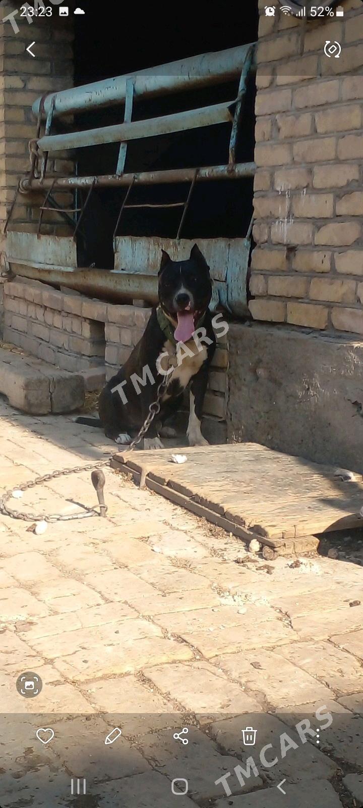 pitbul - Туркменабат - img 3