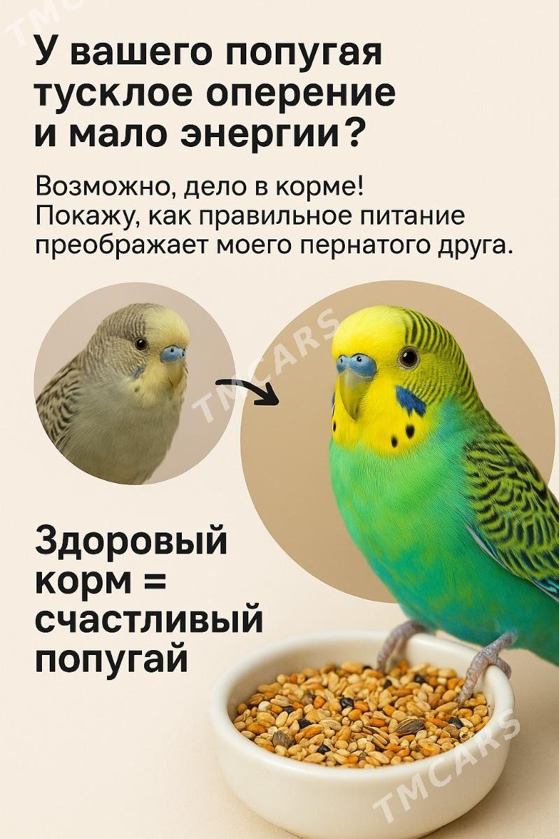 КОРМ ДЛЯ ПОПУГАЕВ/птичий корм - Aşgabat - img 2