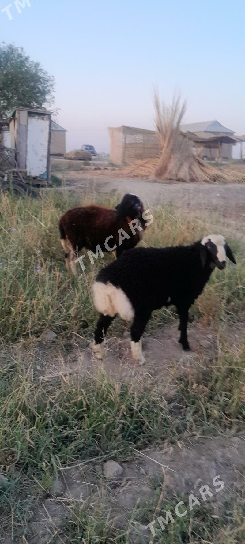 guzulygoyun - Murgap - img 3