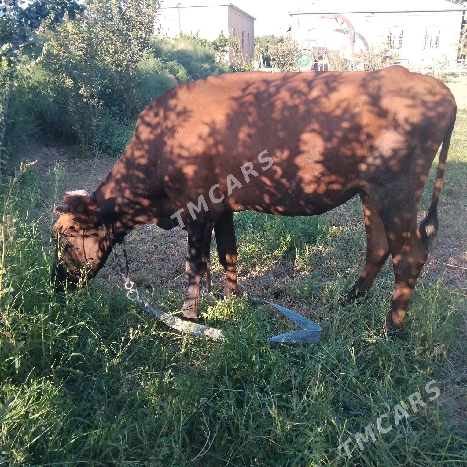 sygyr - Сакарчага - img 1
