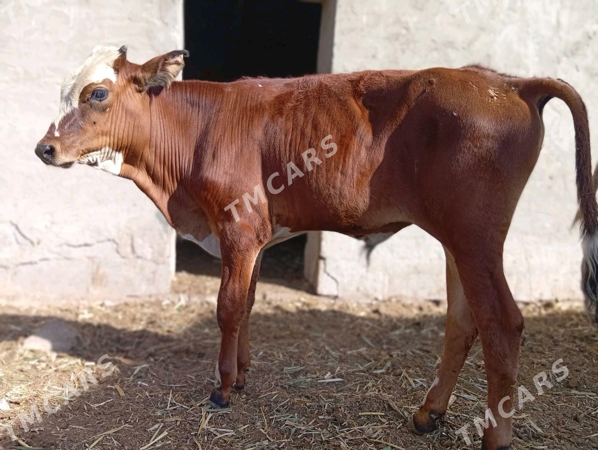 goleli sygyr okuz gulajyn okuz - Мары - img 5