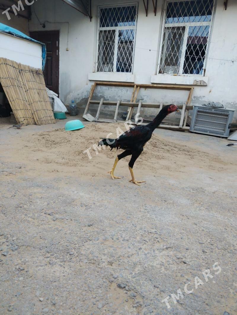 Tasgent - Бедев - img 2