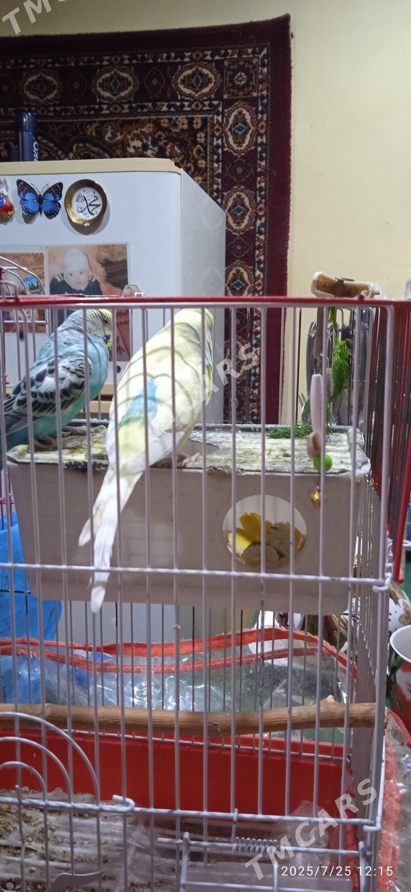 продам попугаев - Ашхабад - img 3