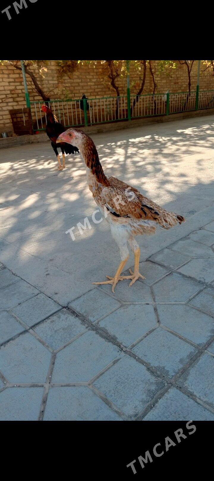 Taskent - Balkanabat - img 3