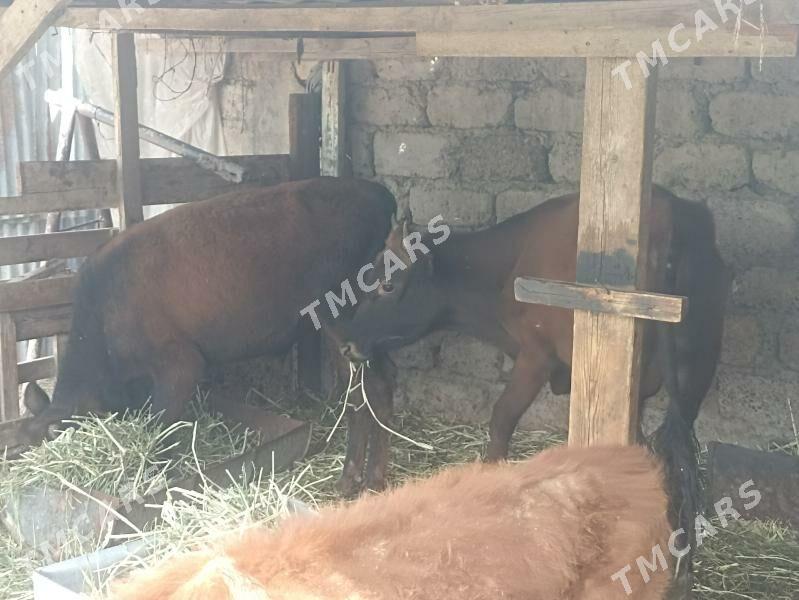 öküzçe tüwe öküz göle - Ашхабад - img 2