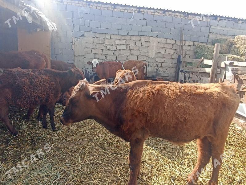 öküzçe tüwe öküz göle - Ашхабад - img 4