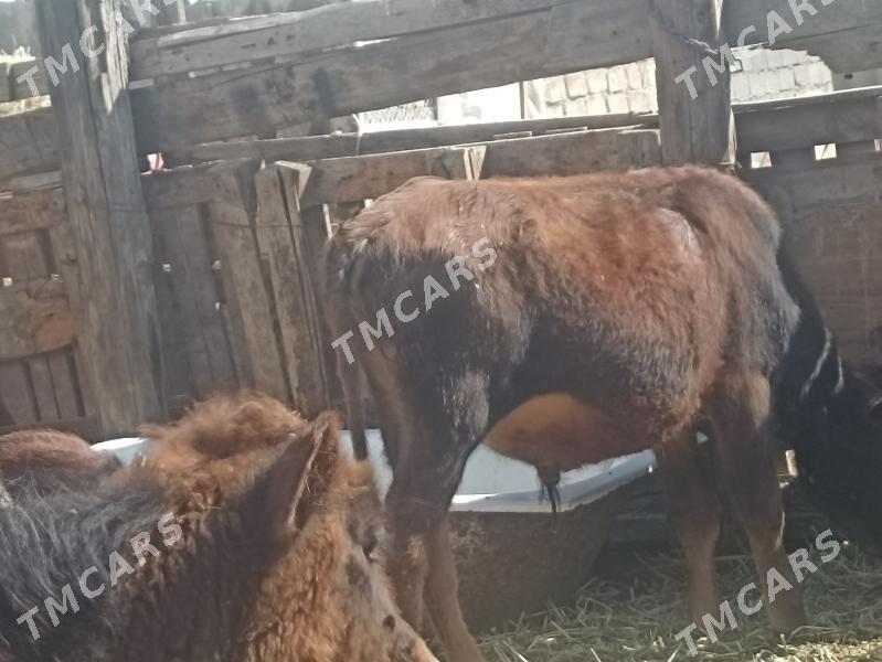 öküzçe tüwe öküz göle - Ашхабад - img 6