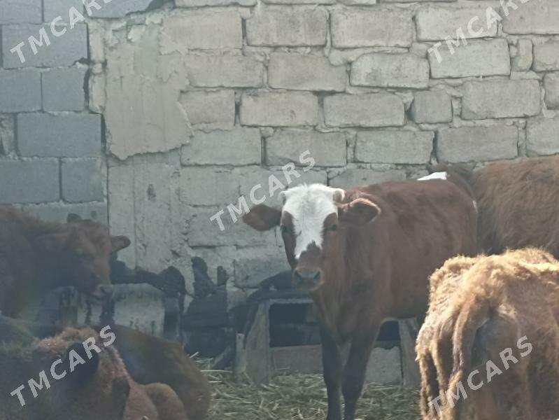 öküzçe tüwe öküz göle - Ашхабад - img 5