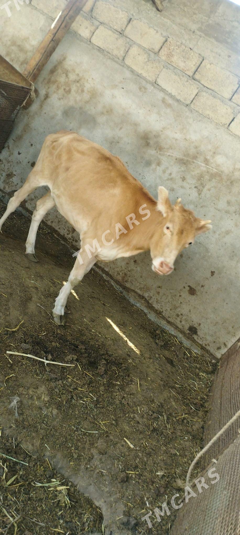 Tüwe - Çoganly - img 2