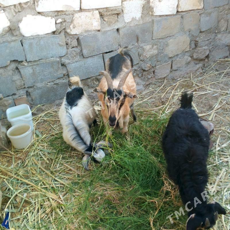 cewys - Balkanabat - img 3