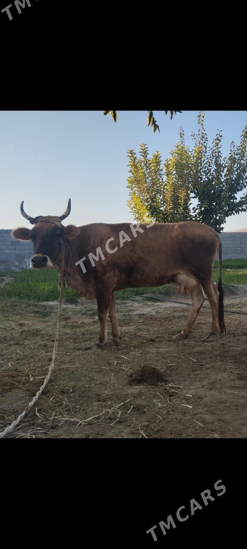 sigir - Гёкдепе - img 2
