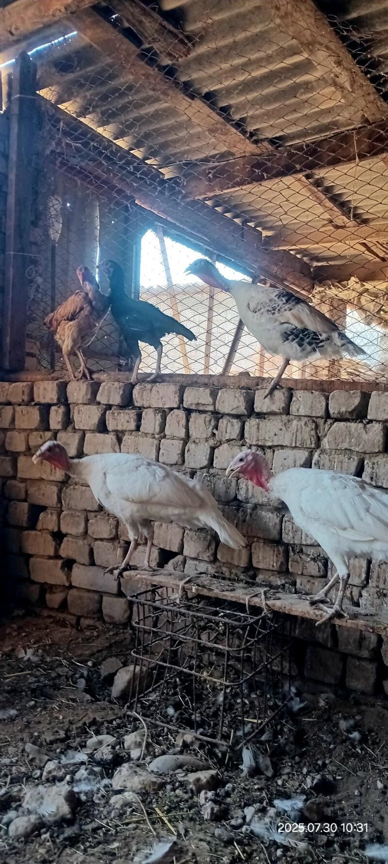 Mäki taşkent induk - Kaka - img 3