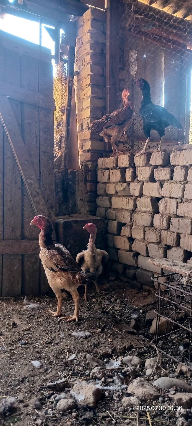 Mäki taşkent induk - Kaka - img 4