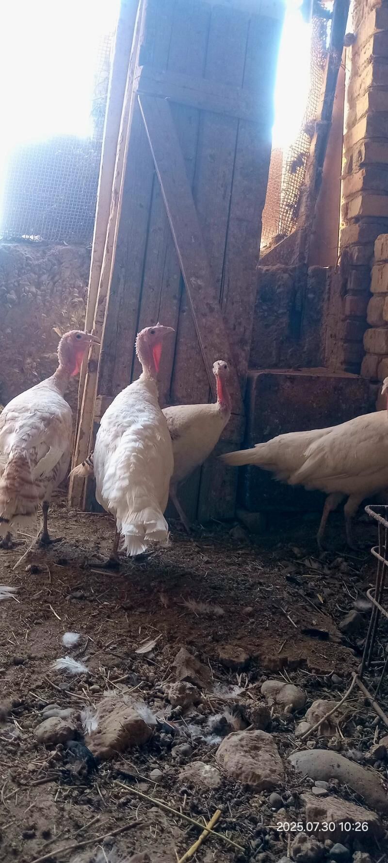 Mäki taşkent induk - Kaka - img 2
