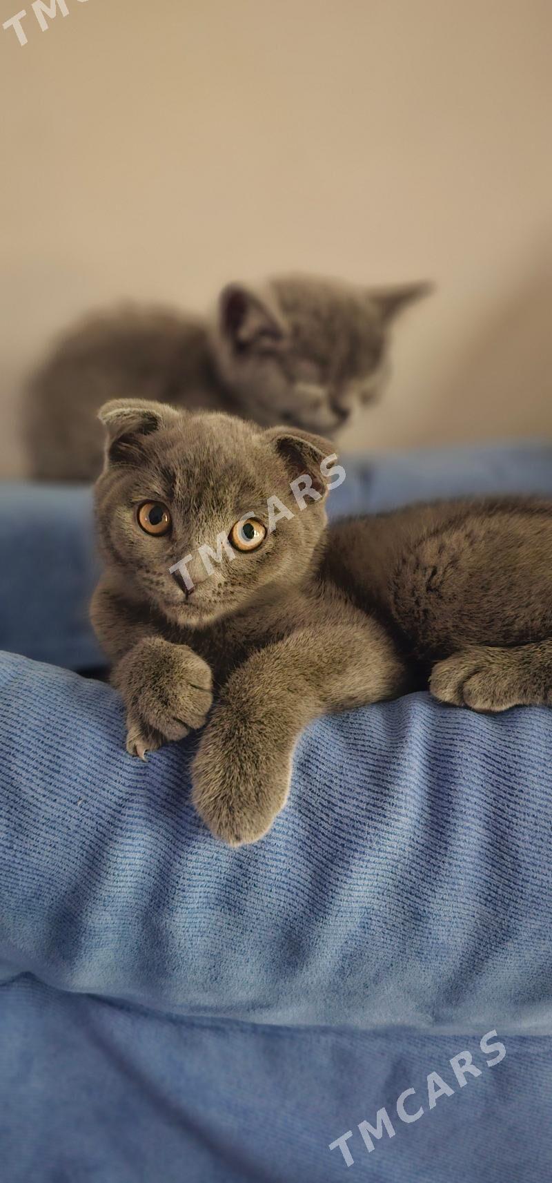 Шотландский котёнок - Ашхабад - img 3