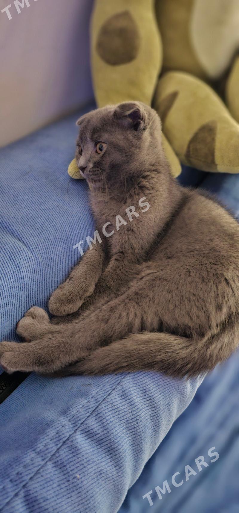 Шотландский котёнок - Ашхабад - img 2