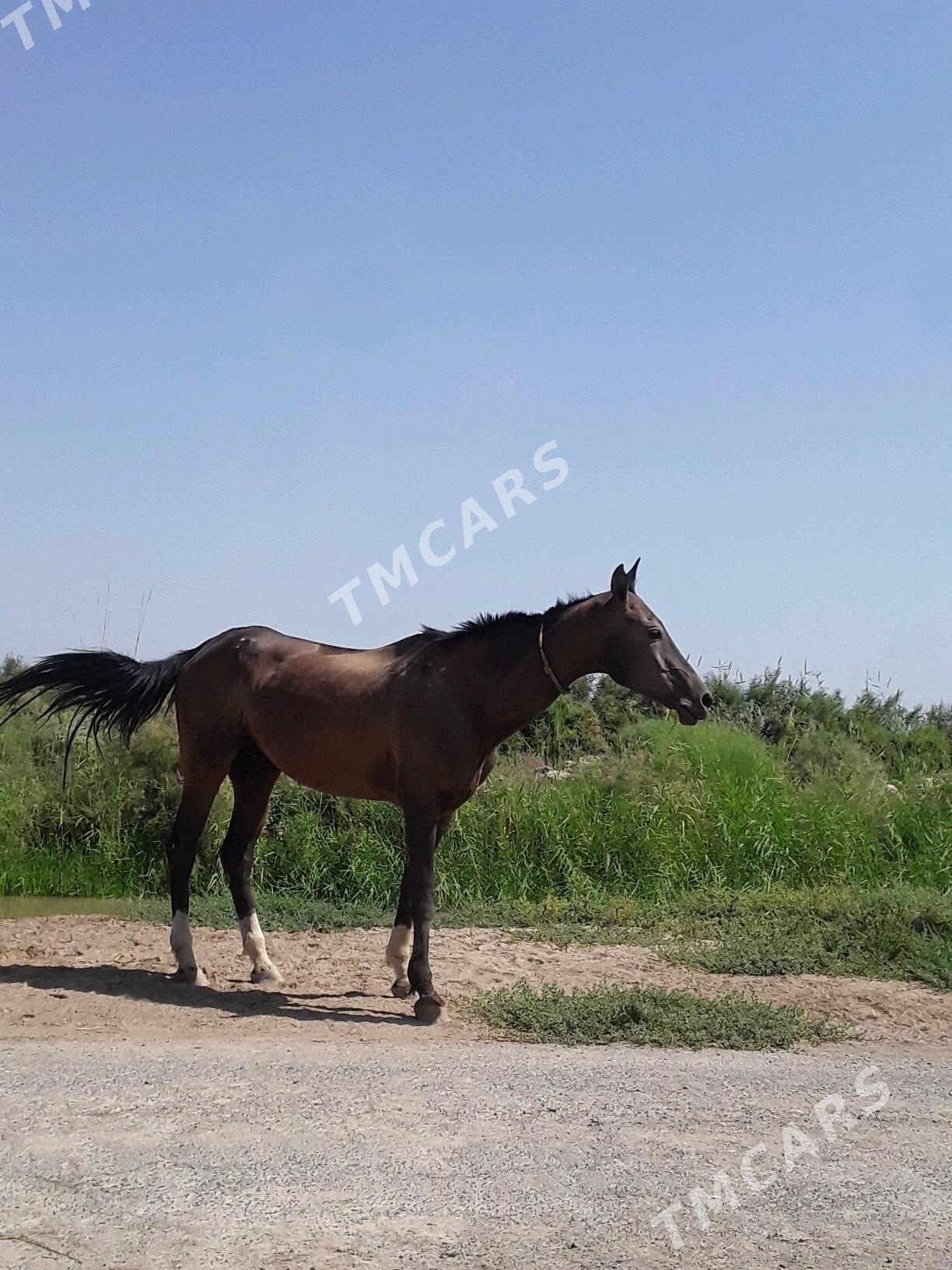 At - Türkmenabat - img 2