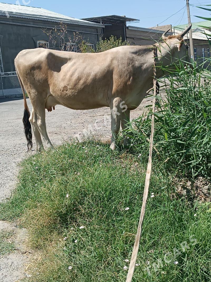 Sygyr şwec paroda - Мары - img 2