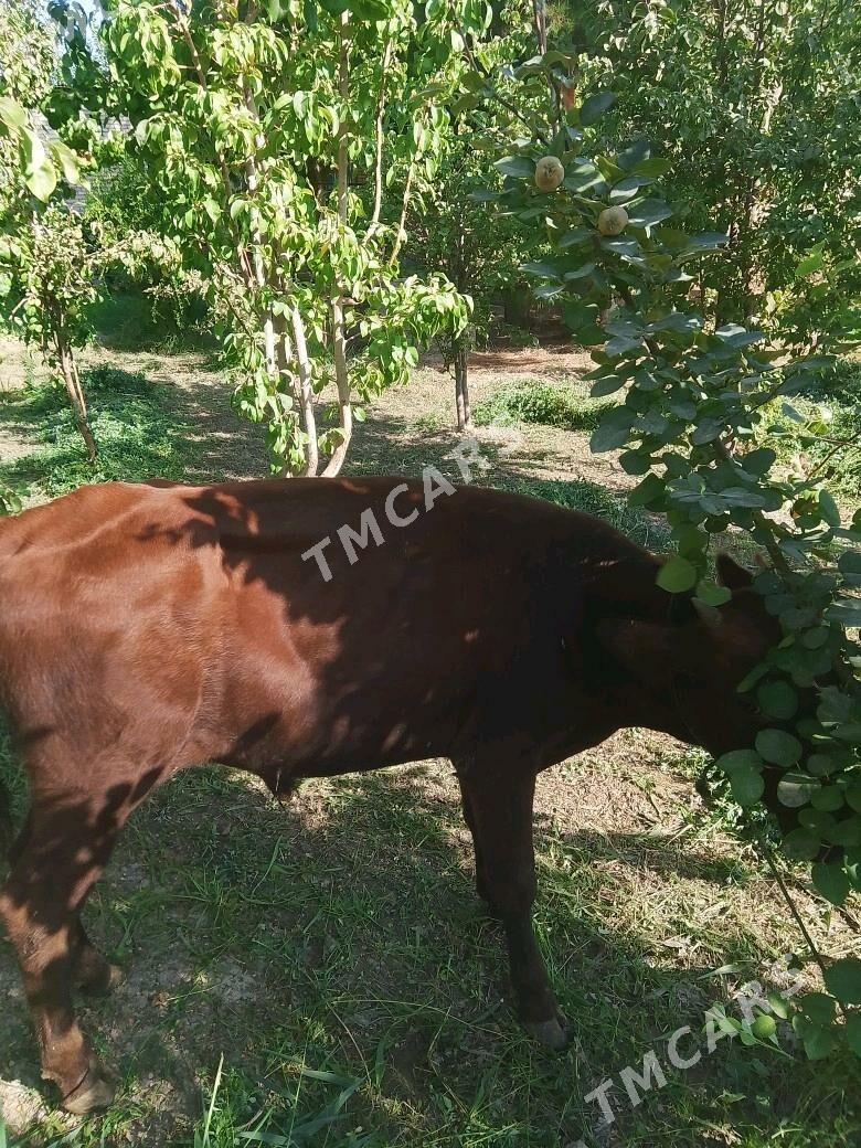 оккузче - Farap - img 4