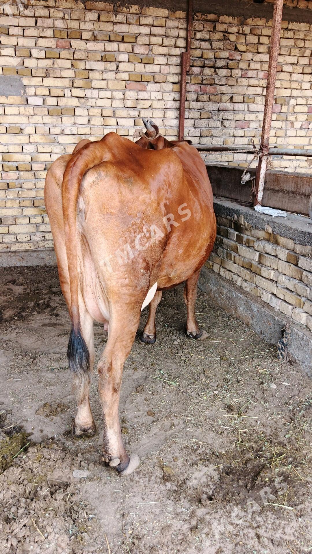 Sygyr - Gökdepe - img 5