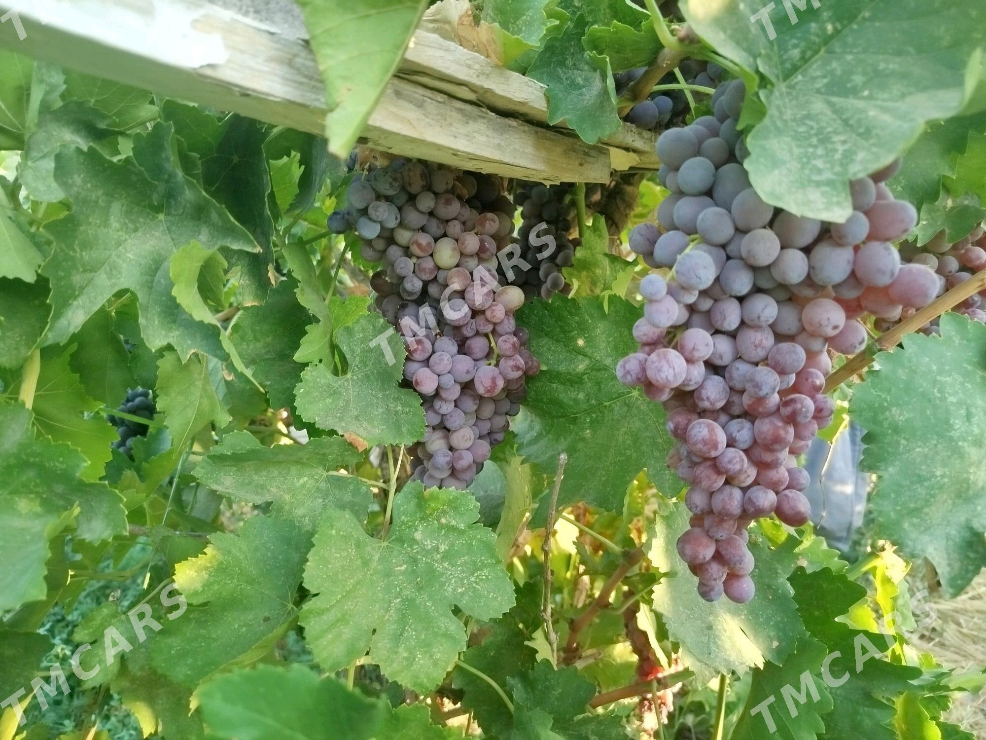 Srocna satlyk daca - Türkmenabat - img 3