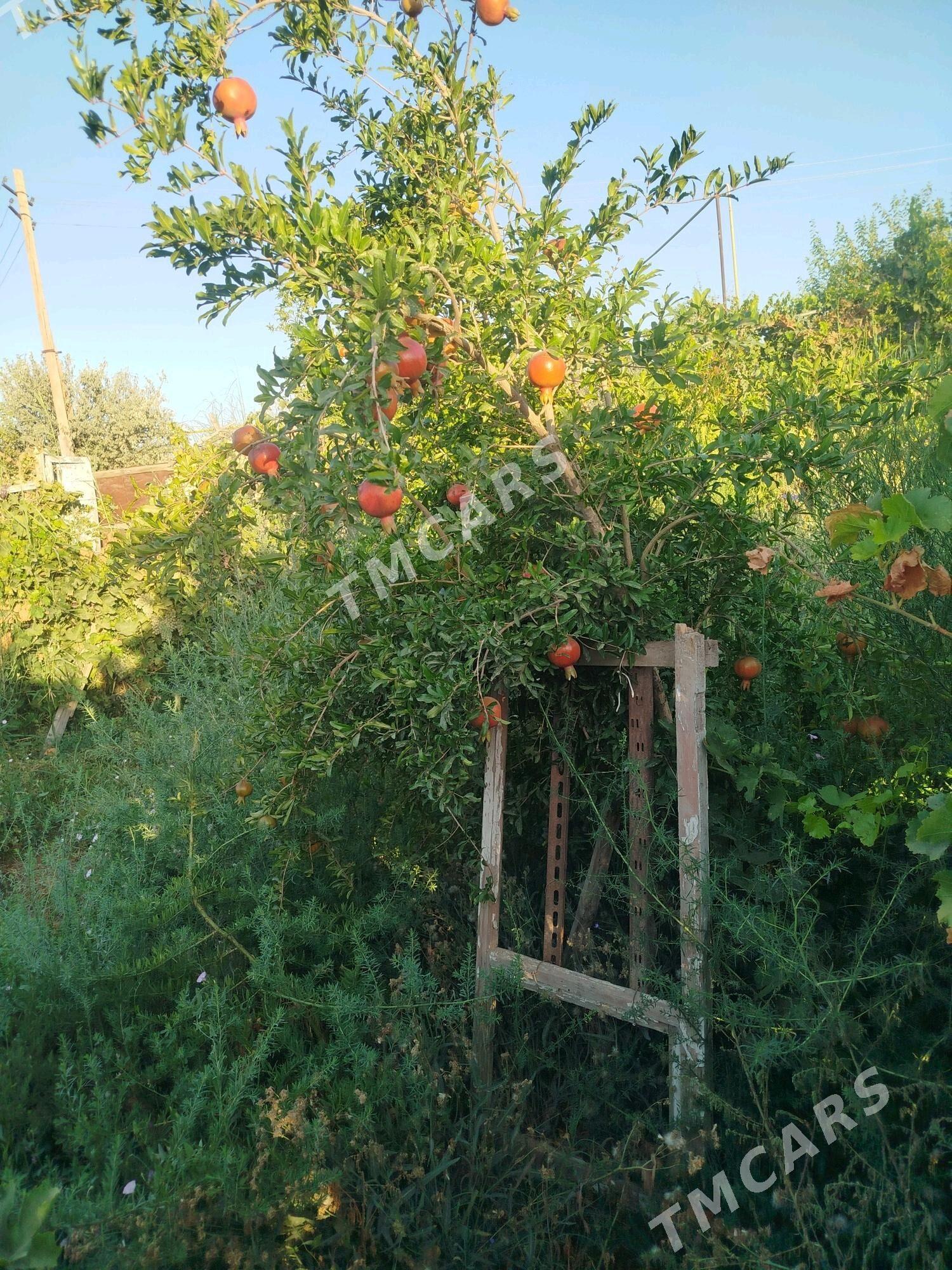 Srocna satlyk daca - Türkmenabat - img 4