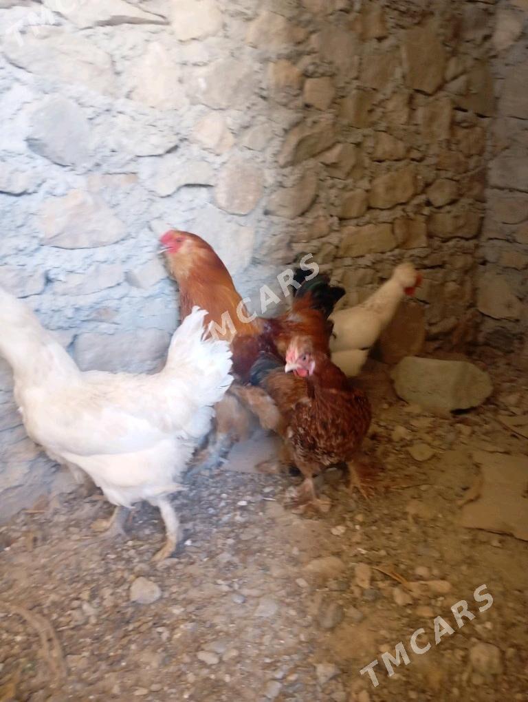 tawuk - Bereket - img 3