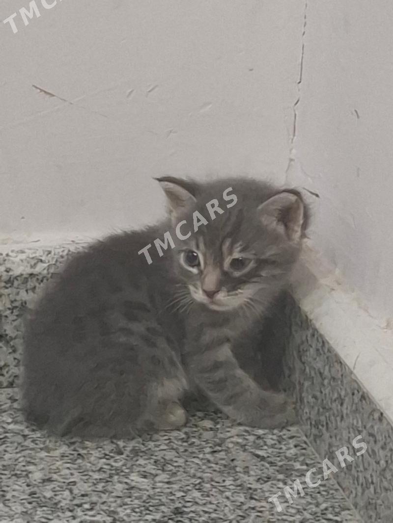 Котята♡ - Aşgabat - img 2