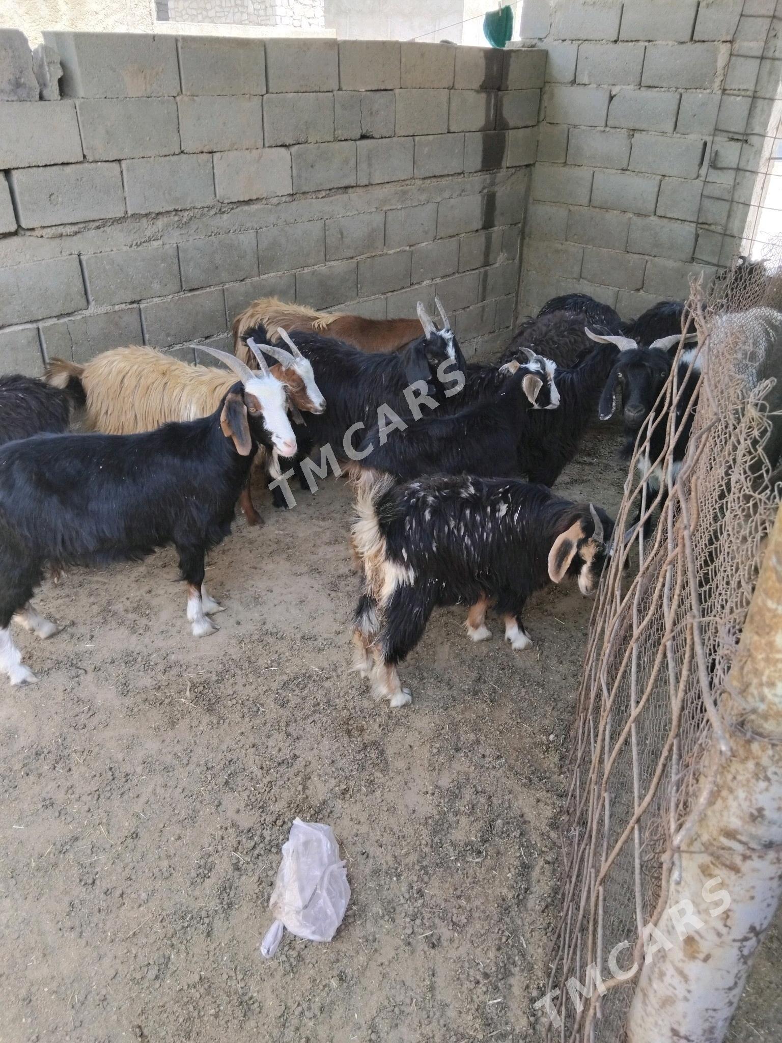 goyun - Türkmenbaşy - img 2