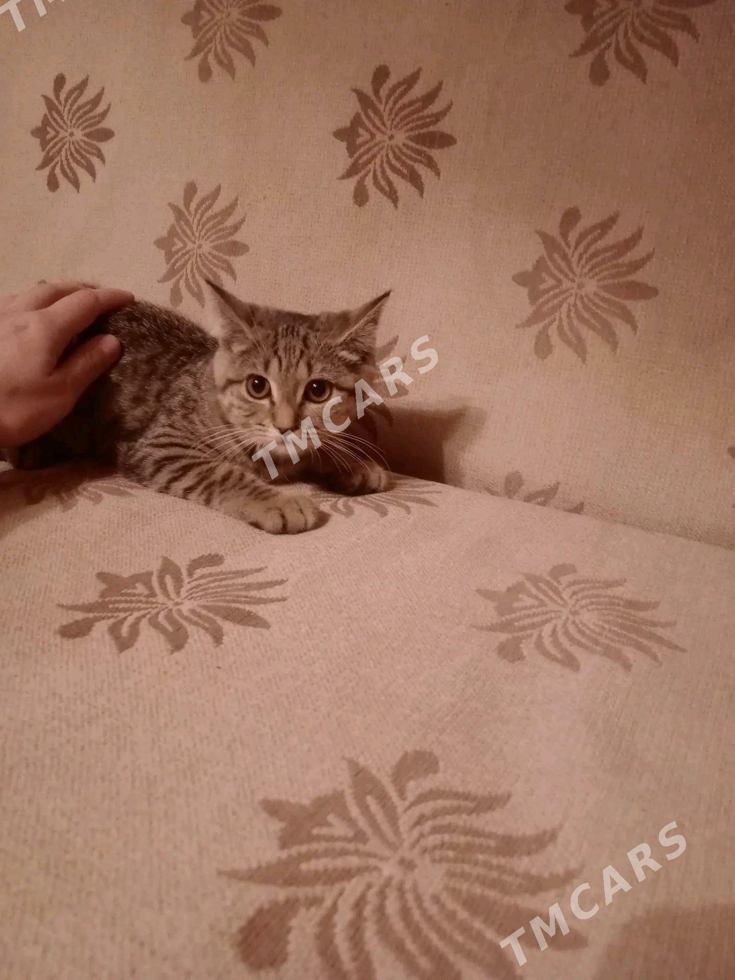 Домашние животные - Ашхабад - img 3