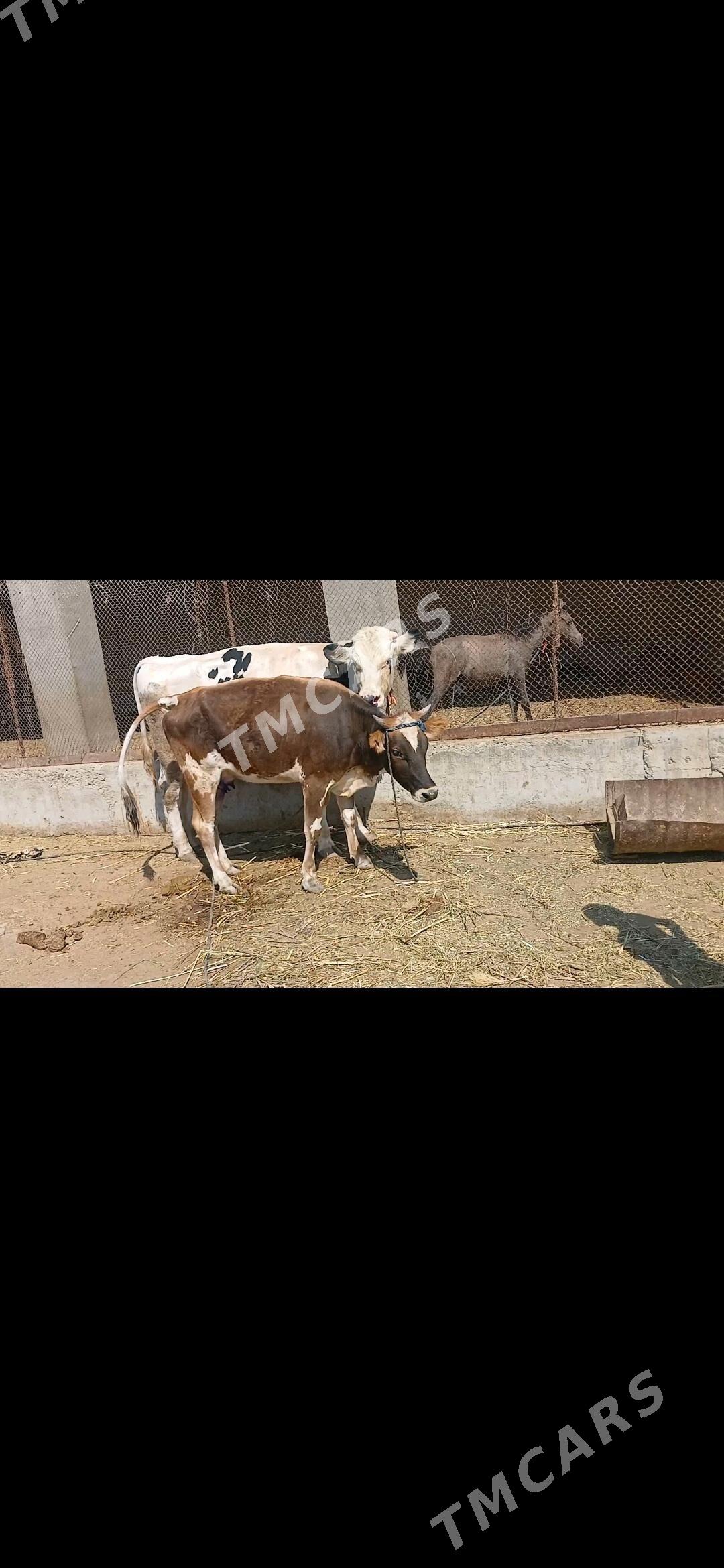 Galyşdeýin öküz - Kaka - img 2