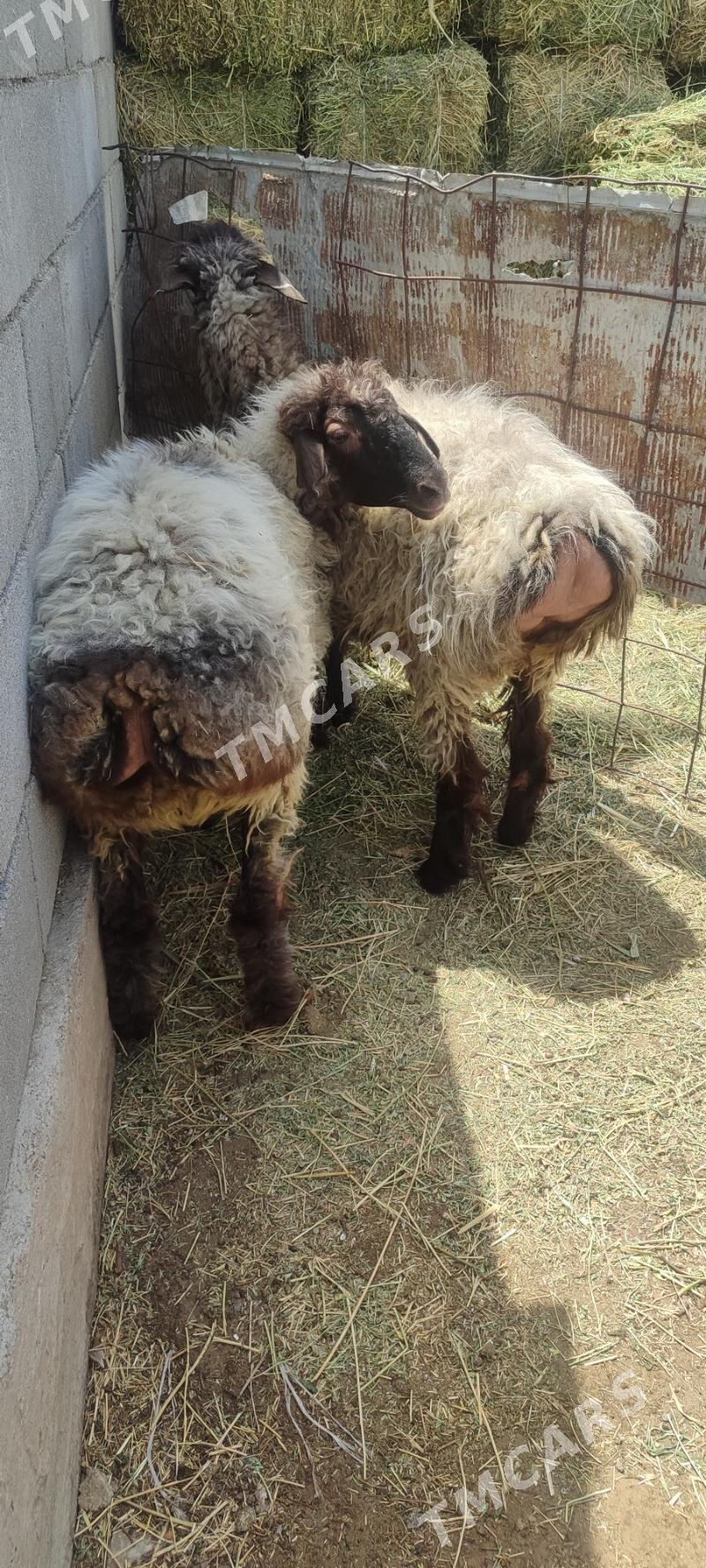 Goyun baklan - Gökdepe - img 2