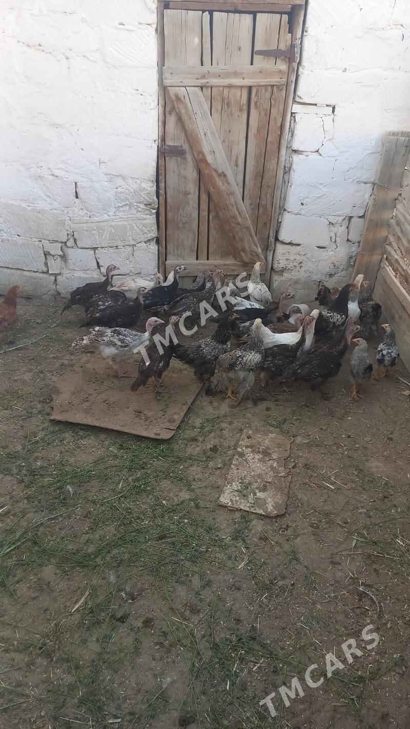 Induk - Bereket - img 2
