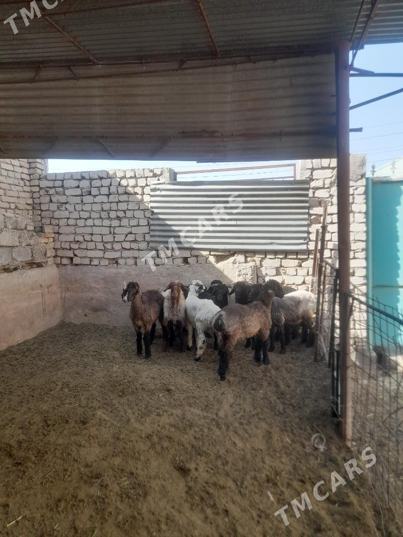 tokly - Garadamak Şor - img 2