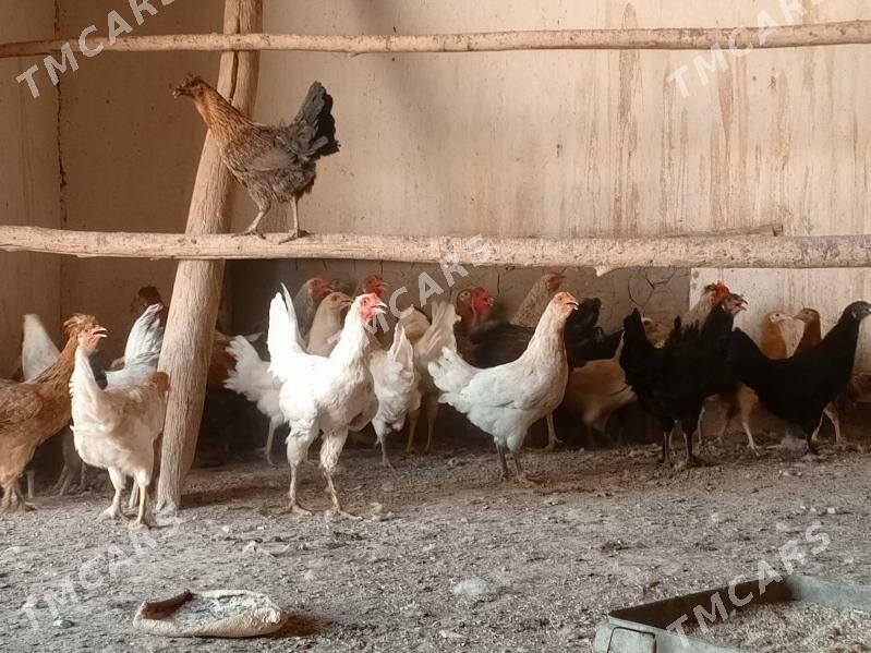 parodny towuklar - Сакар - img 6