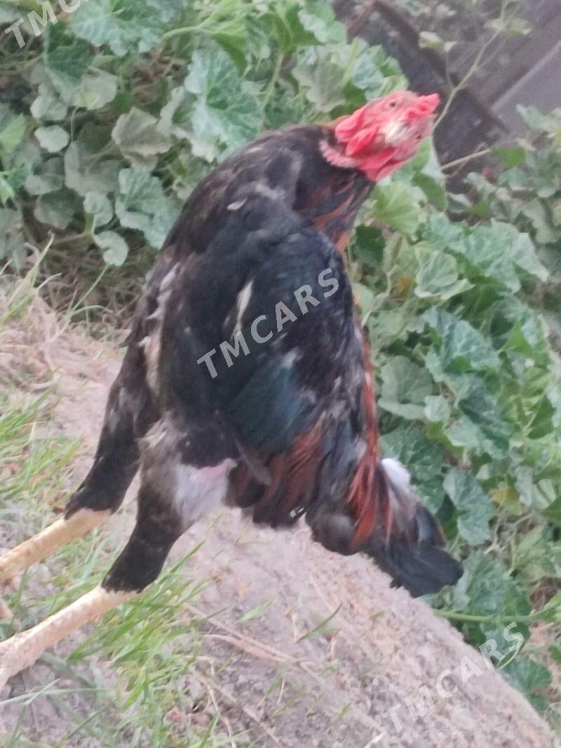 baysow - Чарджоу - img 2