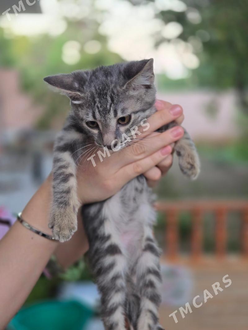 котик,pisik - Gurtly - img 2