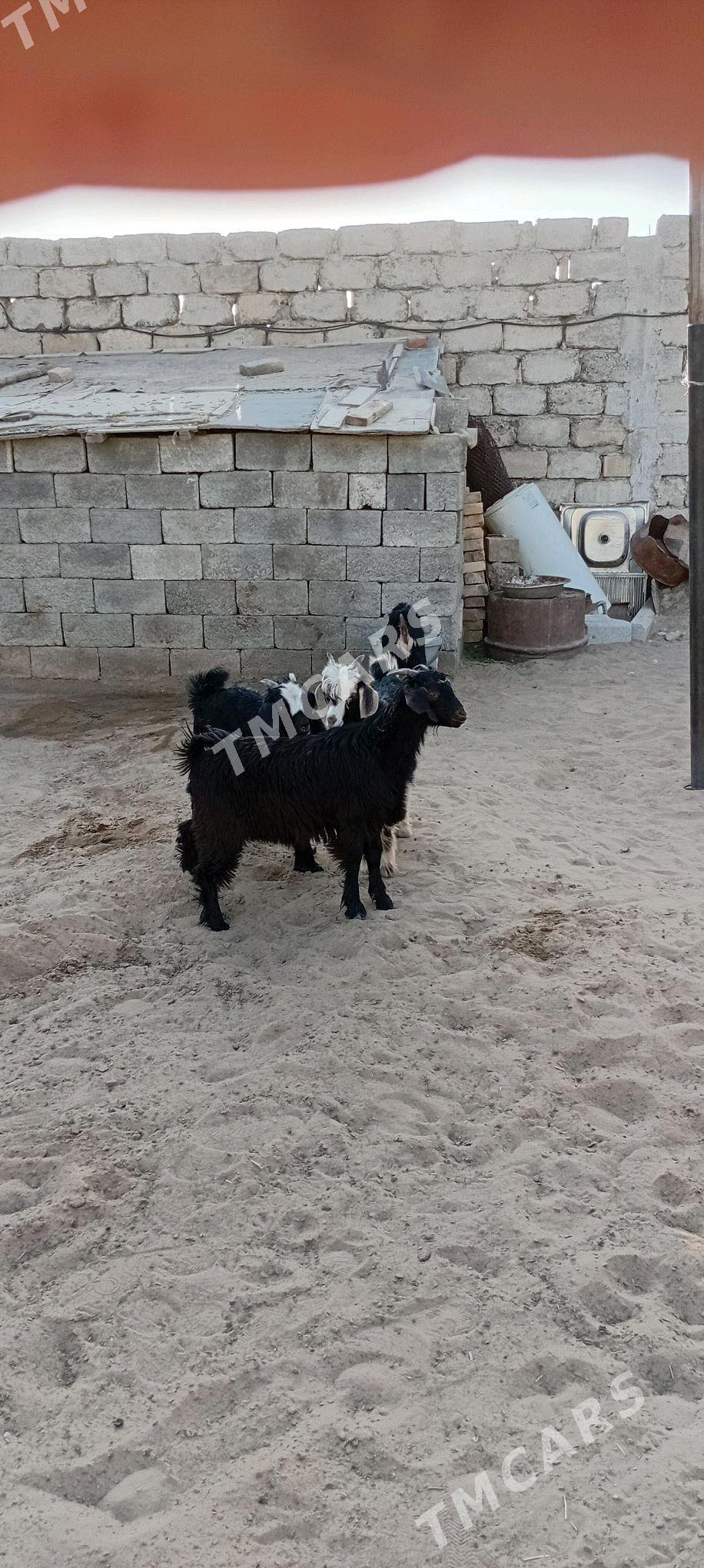 Çewiş - Garadamak Şor - img 5