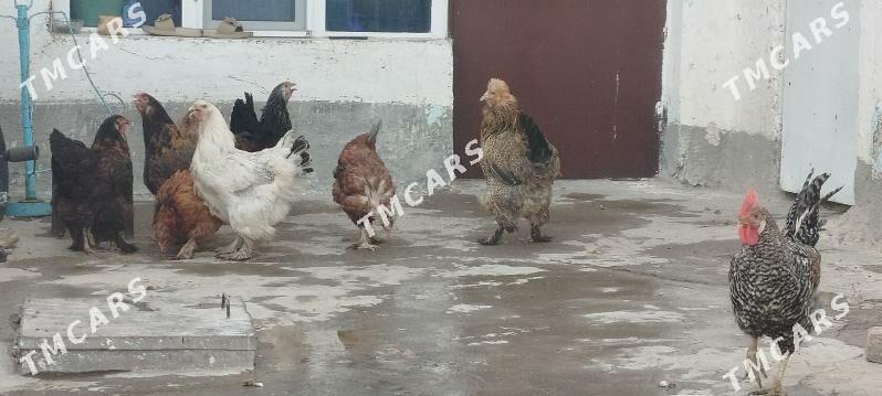 towuklar - Gyzylarbat - img 2