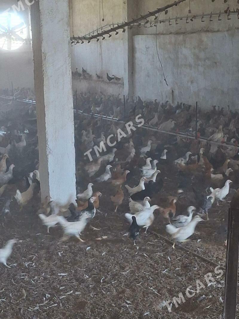 juyje - Saýat - img 2