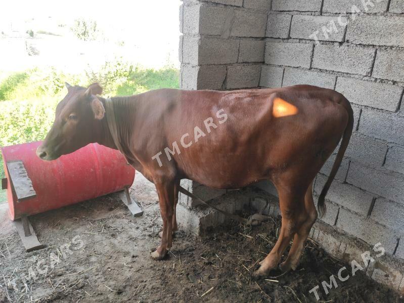 Gulajynlar bakyýan 4 sany - Wekilbazar - img 3