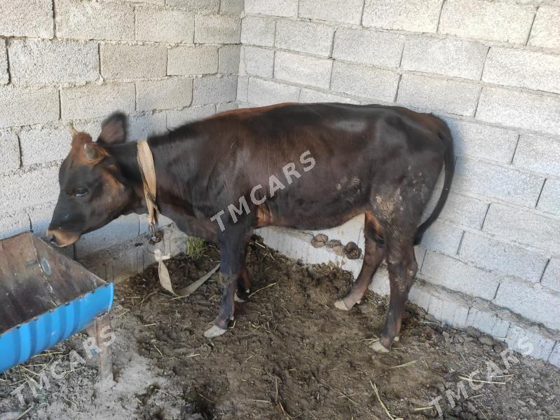 Gulajynlar bakyýan 4 sany - Wekilbazar - img 2