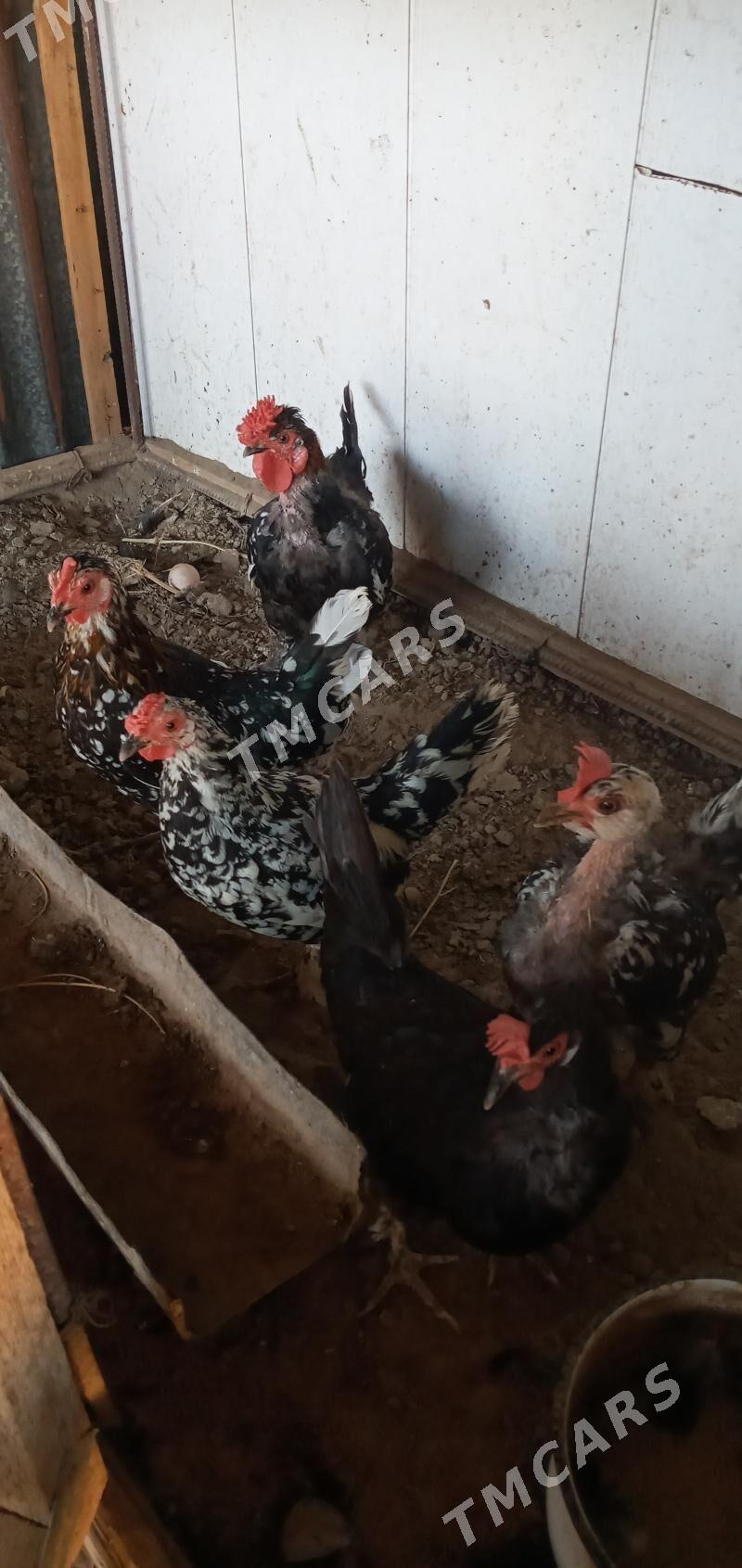 karlık yaponcık - Фарап - img 2