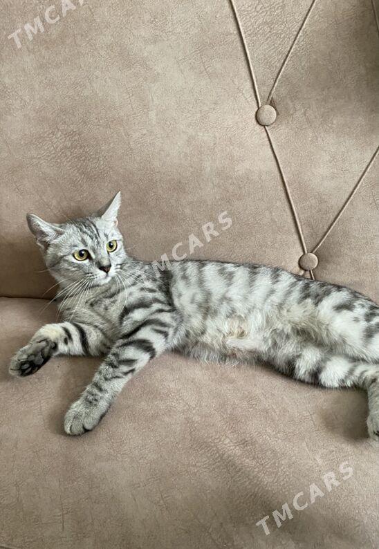 котята - Daşoguz - img 3