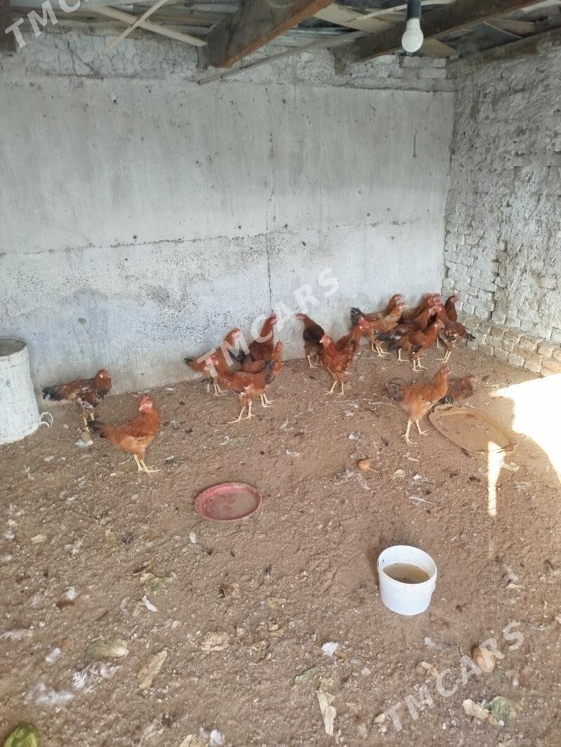 Towuklar - Kaka - img 4