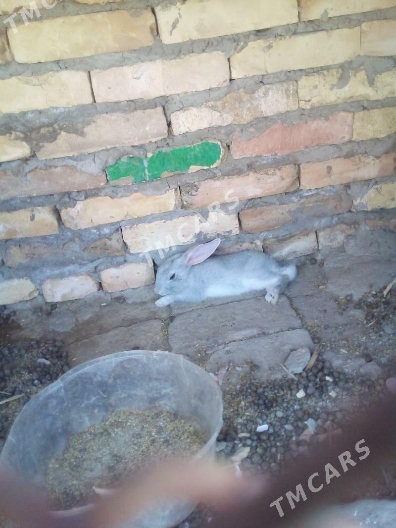 POL WELIKAN TOWSANLAR - Чарджоу - img 2