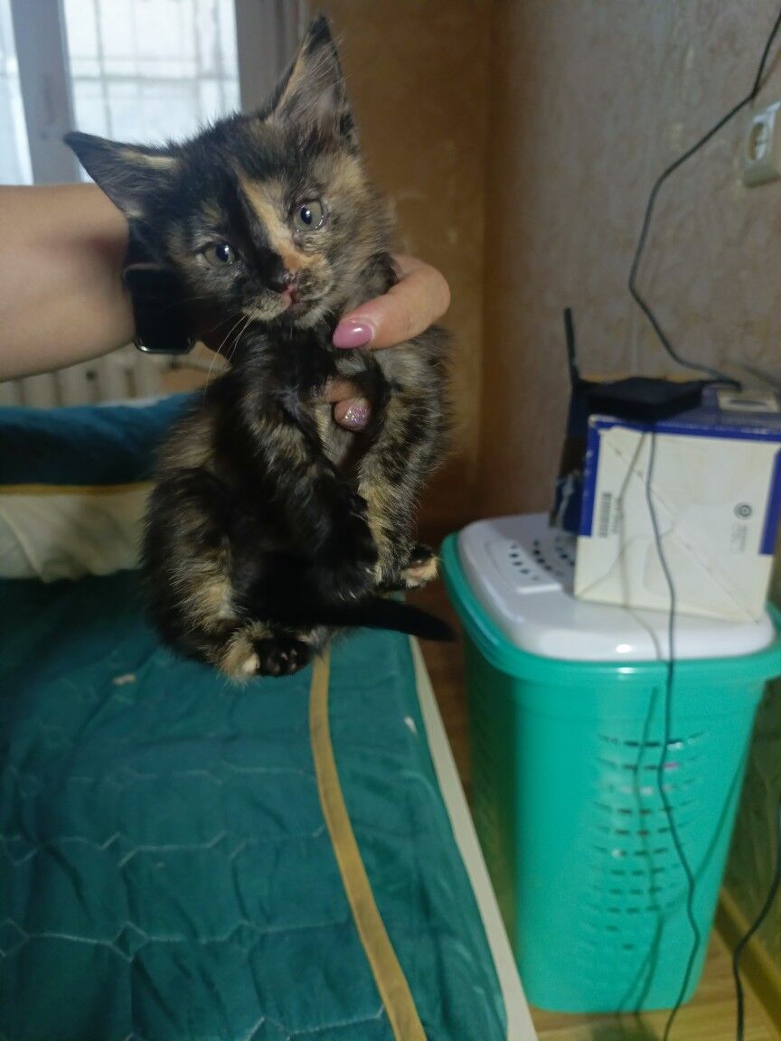 котята - Mary - img 2