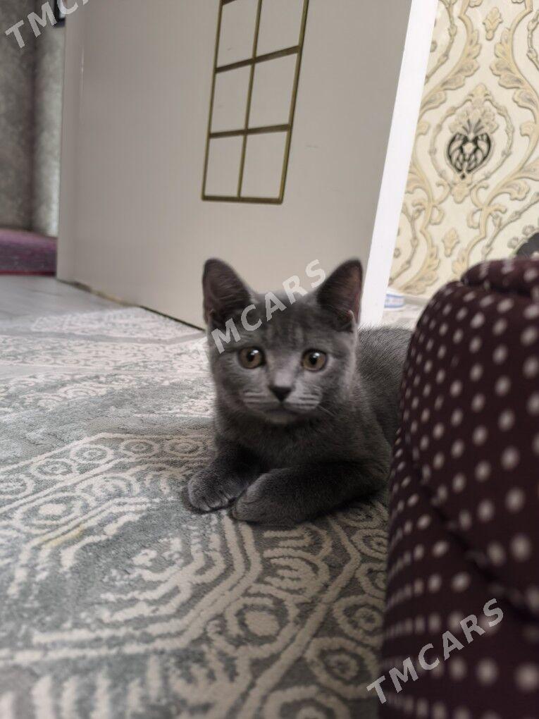 срочно шотландский  мальчик - Çärjew - img 3